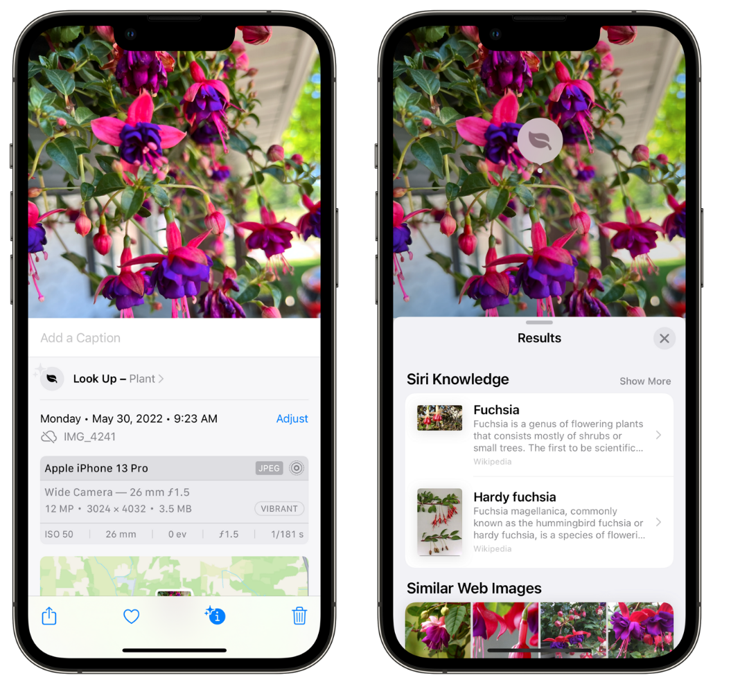 察哈尔右翼后苹果手机维修分享小技巧：使用 iPhone 相机识别花卉植物 